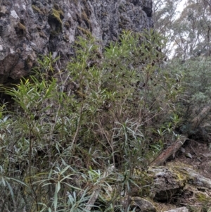 Lomatia myricoides at Captains Flat, NSW - 30 Aug 2019 11:49 AM