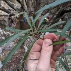 Lomatia myricoides at Captains Flat, NSW - 30 Aug 2019 11:49 AM