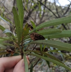 Lomatia myricoides at Captains Flat, NSW - 30 Aug 2019 11:49 AM