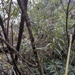 Lomatia myricoides at Captains Flat, NSW - 30 Aug 2019 11:49 AM