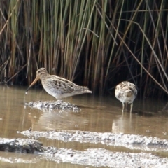 Gallinago hardwickii (Latham's Snipe) at Wingecarribee Local Government Area - 29 Aug 2019 by Snowflake