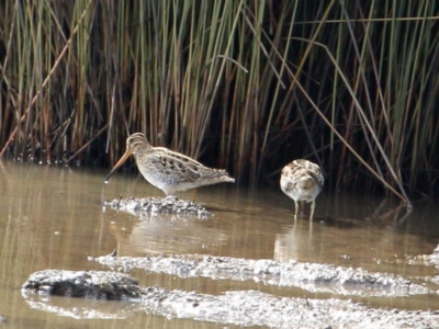 Gallinago hardwickii (Latham's Snipe) at Bowral, NSW - 29 Aug 2019 by Snowflake