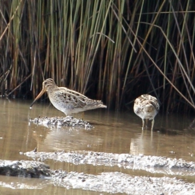 Gallinago hardwickii (Latham's Snipe) at Bowral, NSW - 30 Aug 2019 by Snowflake