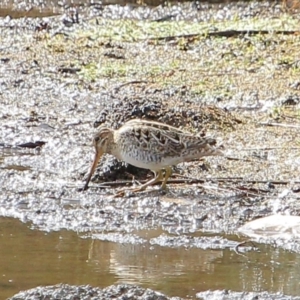 Gallinago hardwickii at Bowral, NSW - 30 Aug 2019