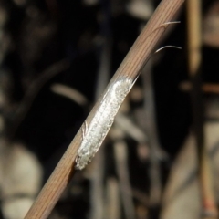 Ceromitia leptosticta at Cook, ACT - 26 Apr 2018 03:27 PM