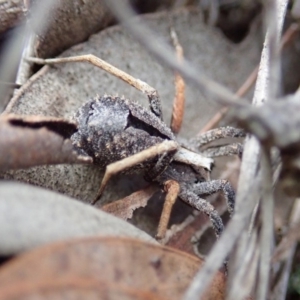 Argoctenus sp. (genus) at Cook, ACT - 27 Aug 2019 03:04 PM