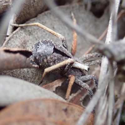 Argoctenus sp. (genus) (Wandering ghost spider) at Cook, ACT - 27 Aug 2019 by CathB