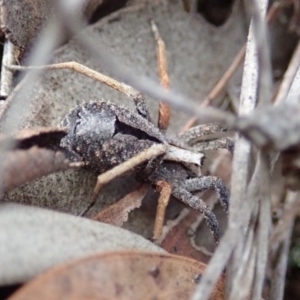 Argoctenus sp. (genus) at Cook, ACT - 27 Aug 2019 03:04 PM