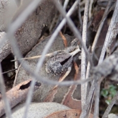 Argoctenus sp. (genus) at Cook, ACT - 27 Aug 2019 03:04 PM