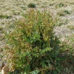 Erodium (genus) (A Storksbill) at Mawson, ACT - 30 Aug 2019 by Mike