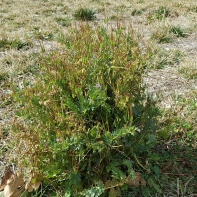 Erodium (genus) (A Storksbill) at Mawson, ACT - 30 Aug 2019 by Mike