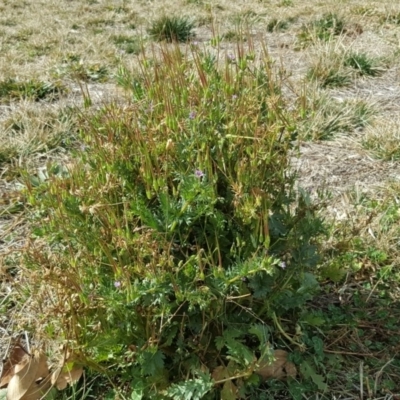 Erodium sp. (A Storksbill) at Mawson Ponds - 30 Aug 2019 by Mike