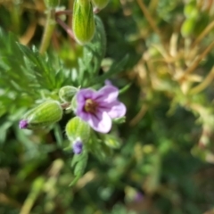 Erodium sp. at Mawson, ACT - 30 Aug 2019 01:21 PM