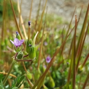 Erodium sp. at Mawson, ACT - 30 Aug 2019