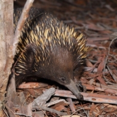 Tachyglossus aculeatus (Short-beaked Echidna) at Acton, ACT - 29 Aug 2019 by TimL