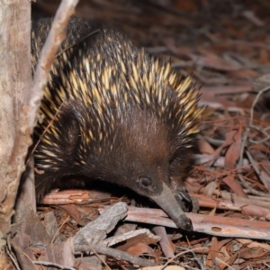 Tachyglossus aculeatus at Acton, ACT - 29 Aug 2019