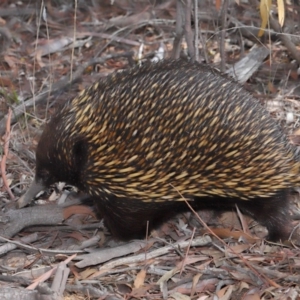 Tachyglossus aculeatus at Acton, ACT - 29 Aug 2019