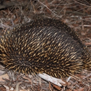 Tachyglossus aculeatus at Acton, ACT - 29 Aug 2019