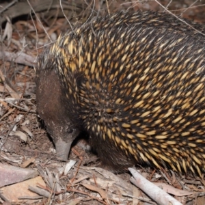 Tachyglossus aculeatus at Acton, ACT - 29 Aug 2019