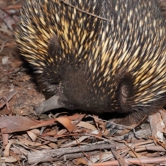 Tachyglossus aculeatus at Acton, ACT - 29 Aug 2019