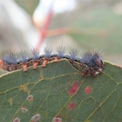 Epicoma melanosticta (Common Epicoma) at Cook, ACT - 27 Aug 2019 by CathB