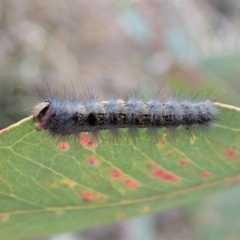 Epicoma melanosticta at Cook, ACT - 27 Aug 2019 04:42 PM