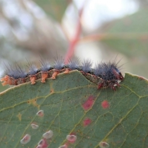 Epicoma melanosticta at Cook, ACT - 27 Aug 2019