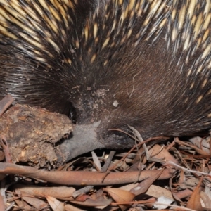 Nasutitermes sp. (genus) at Acton, ACT - suppressed