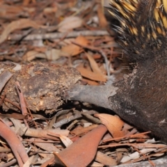 Nasutitermes sp. (genus) at Acton, ACT - suppressed