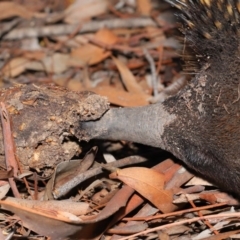 Nasutitermes sp. (genus) at Acton, ACT - suppressed