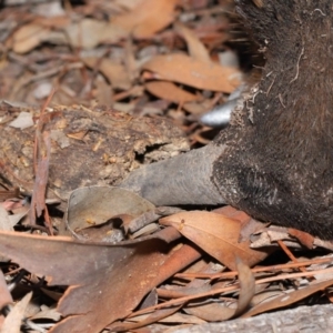 Nasutitermes sp. (genus) at Acton, ACT - suppressed