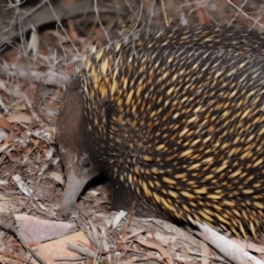 Nasutitermes sp. (genus) at Acton, ACT - suppressed