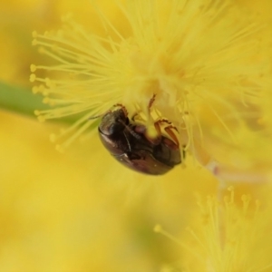 Ditropidus sp. (genus) at Cook, ACT - 27 Aug 2019