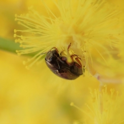 Ditropidus sp. (genus) (Leaf beetle) at Mount Painter - 27 Aug 2019 by CathB