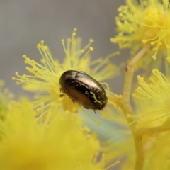 Ditropidus sp. (genus) at Cook, ACT - 27 Aug 2019