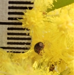 Ditropidus sp. (genus) at Cook, ACT - 27 Aug 2019