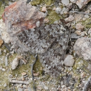 Dichromodes disputata at Theodore, ACT - 30 Aug 2019