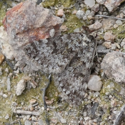 Dichromodes disputata (Scaled Heath Moth) at Tuggeranong Hill - 30 Aug 2019 by Owen