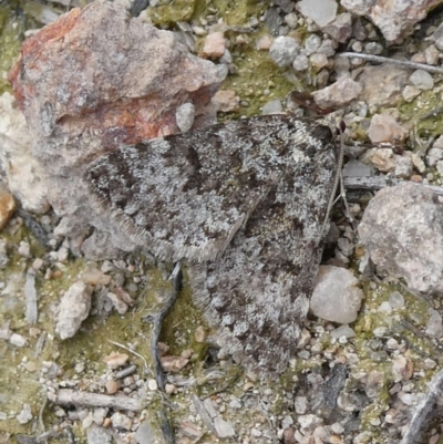 Dichromodes disputata (Scaled Heath Moth) at Theodore, ACT - 30 Aug 2019 by owenh