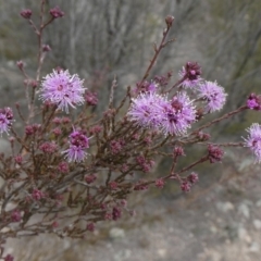 Kunzea parvifolia (Violet Kunzea) at Tuggeranong Hill - 30 Aug 2019 by Owen