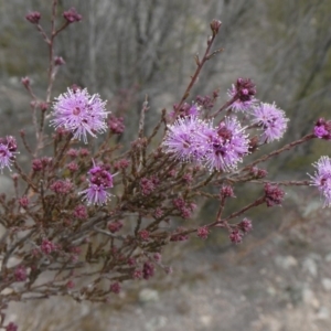 Kunzea parvifolia at Theodore, ACT - 30 Aug 2019 01:14 PM