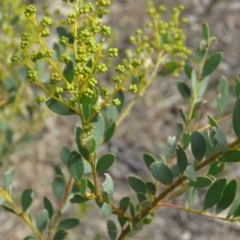 Acacia buxifolia subsp. buxifolia (Box-leaf Wattle) at Mount Mugga Mugga - 29 Aug 2019 by KumikoCallaway