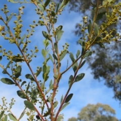 Acacia buxifolia subsp. buxifolia at O'Malley, ACT - 30 Aug 2019