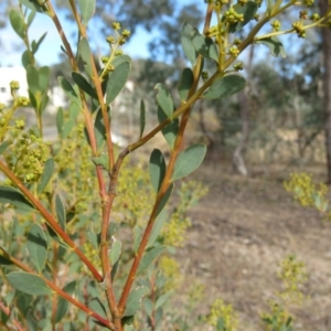 Acacia buxifolia subsp. buxifolia at O'Malley, ACT - 30 Aug 2019