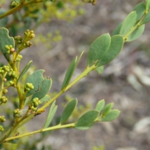 Acacia buxifolia subsp. buxifolia at O'Malley, ACT - 30 Aug 2019