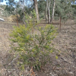 Acacia buxifolia subsp. buxifolia at O'Malley, ACT - 30 Aug 2019