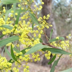 Acacia rubida (Red-stemmed Wattle, Red-leaved Wattle) at Mount Mugga Mugga - 29 Aug 2019 by KumikoCallaway