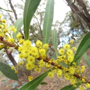 Acacia rubida at O'Malley, ACT - 30 Aug 2019 09:29 AM