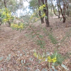 Acacia rubida at O'Malley, ACT - 30 Aug 2019