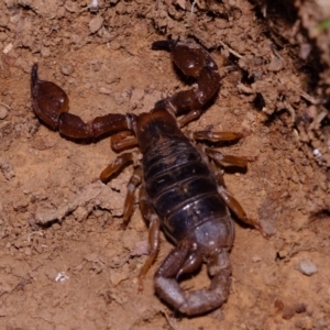 Urodacus manicatus at Dunlop, ACT - 30 Aug 2019 10:44 AM